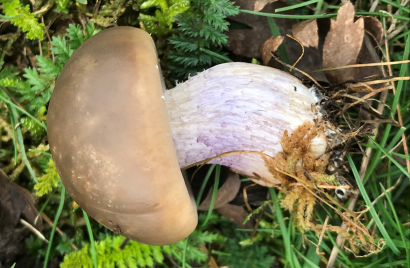 Giant mushroom.jpg