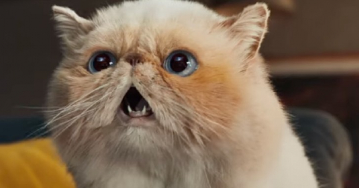 BITE Fuel Your Imagination | Samsung TV debuts grouchy cat